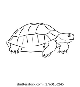 Graphical tortoise isolated on white background,vector illustration, tattoo animal. turtle, vector sketch illustration