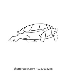 Graphical tortoise isolated on white background,vector illustration, tattoo animal. turtle, vector sketch illustration