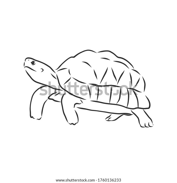 白い背景にグラフィカルな亀 ベクターイラスト タトゥー動物 亀 ベクタースケッチイラスト のベクター画像素材 ロイヤリティフリー