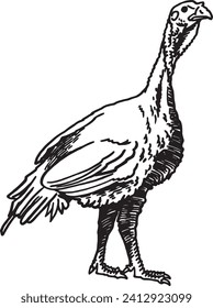 Grafische Truthühner auf weißem Hintergrund, Vektorgrafik. Bauernhof