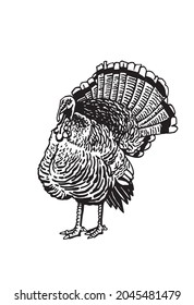 Graphical turkey on white, farmbird , element for thanksgiving