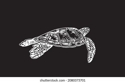 185 Box turtle drawing Images, Stock Photos & Vectors | Shutterstock