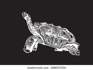 Graphical  turtle isolated on black,vector engraved illustration of Palapagos tortoise