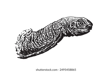 Graphical turtle portrait on white background,vector illustration