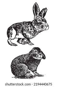 Graphical two bunnies  isolated on white,vector illustration. Hand-drawn rabbit