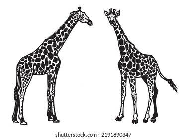 Graphical two giraffes isolated on white background, African animal vector illustration