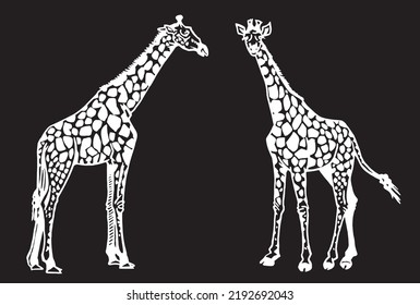 Graphical two giraffes isolated on black background, African animal vector illustration