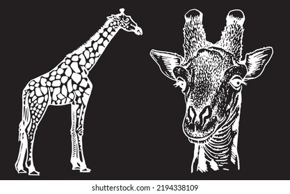 Graphical two giraffes isolated on black background, African animal vector illustration