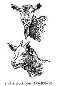 Graphical two goats elements on white background,vector
