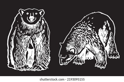 Graphical two polar bears isolated on black background,vector illustration. Hand-drawn white bear