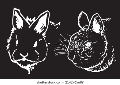 Graphical two portraits of fluffy bunny isolated on black background,vector engraved illustration