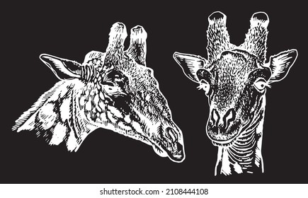 Graphical two portraits of giraffe isolated on black background,vector engraved illustration, Heads of giraffe 