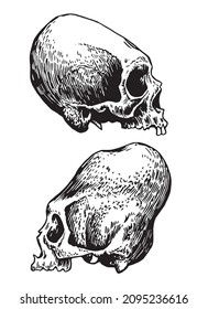 Graphical two skulls of Aztec civilazation isolated on white, long skull of ancient tribe, vector illustration