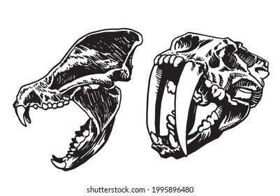 Graphical two skulls saber  toothed tiger isolated white paleontological vector elements