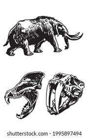 Graphical two skulls saber  toothed tiger    mammoth isolated white ice period animals vector elements