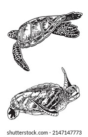 Graphical two tortises swimming on white background isolated, aquatic animal element