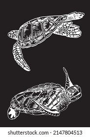 Graphical two tortises swimming on black background isolated, aquatic animal element