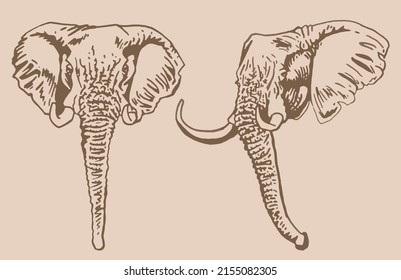 Graphical two vintage portraits of elephant , sepia background,vector elements