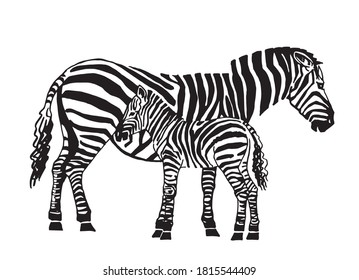 Graphical two zebras standing  isolated on white background,vector illustration,family sketch