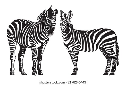 Graphical two  zebras standing and watching into the distance isolated on white, vector illustration for printing and design