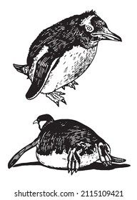 Graphical vector collection of penguins on white isolated , birds of Antarctica and the south coast of Africa