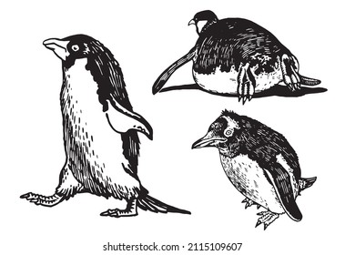 Graphical vector collection of penguins on white isolated , birds of Antarctica and the south coast of Africa
