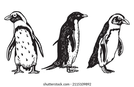 Graphical vector collection of penguins on white isolated , birds of Antarctica and the south coast of Africa