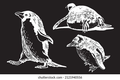 Graphical vector collection of penguins on black isolated , birds of Antarctica and the south coast of Africa