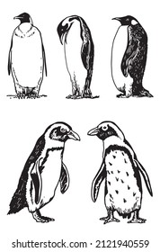 Graphical vector collection of penguins on white isolated , birds of Antarctica and the south coast of Africa