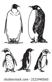 Graphical vector collection of penguins on white isolated , birds of Antarctica and the south coast of Africa