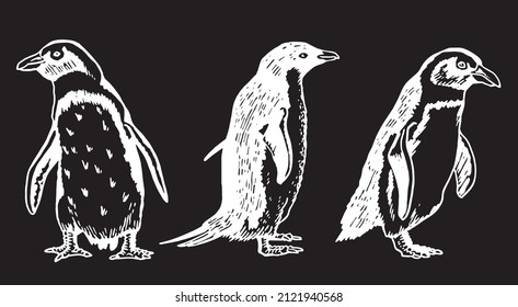 Graphical vector collection of penguins on black isolated , birds of Antarctica and the south coast of Africa