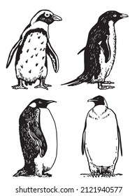 Graphical vector collection of penguins on white isolated , birds of Antarctica and the south coast of Africa