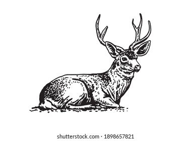 Graphical vector deer sitting isolated on white background,hand drawn illustration. Vector illustration