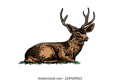 Graphical vector deer sitting isolated on white background,hand drawn color illustration.