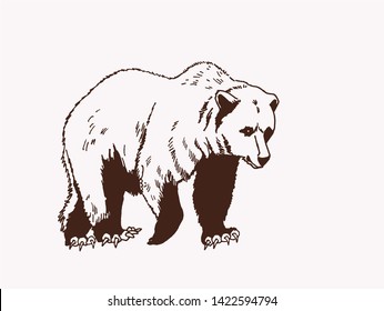 Graphical vector illustration of bear Grizzly , vintage background