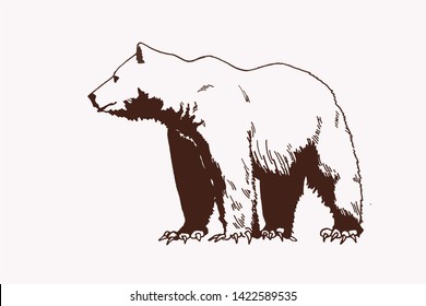 Graphical vector illustration of Polar bear  , vintage background