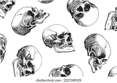 Graphical vector pattern with human skulls on white background, wallpaper , fossils cover