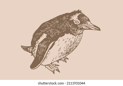 Pingüino vector gráfico, ave de la Antártida y costa sur de África, ilustración sepia	
