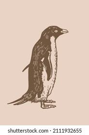 Pingüino vector gráfico, ave de la Antártida y costa sur de África, ilustración sepia	

