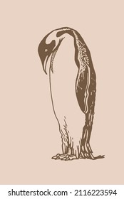 Graphical vector penguin , bird of Antarctica and the south coast of Africa, sepia illustration	