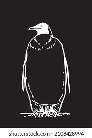 Graphical vector penguin on black , bird of Antarctica and the south coast of Africa	