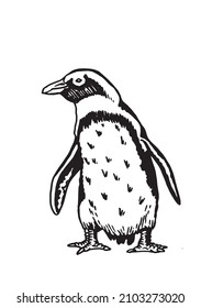 Graphical vector penguin on white isolated , bird of Antarctica and the south coast of Africa