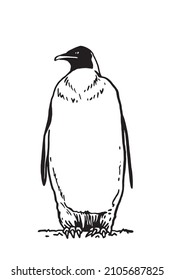 Graphical vector penguin on white isolated , bird of Antarctica and the south coast of Africa
