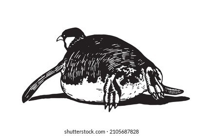 Graphical vector penguin on white isolated , bird of Antarctica and the south coast of Africa