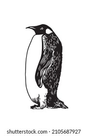 Graphical vector penguin on white isolated , bird of Antarctica and the south coast of Africa