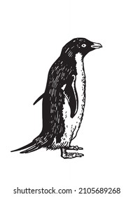 Graphical vector penguin on white isolated , bird of Antarctica and the south coast of Africa