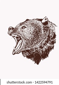Graphical vector portrait of bear Grizzly , vintage background