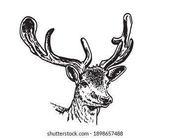 Graphical vector portrait of deer isolated on white background,hand drawn illustration