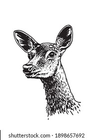 Graphical vector portrait of deer isolated on white background,hand drawn illustration