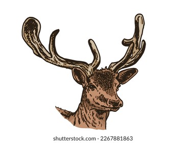 Graphical vector portrait of deer isolated on white background,hand drawn color  illustration